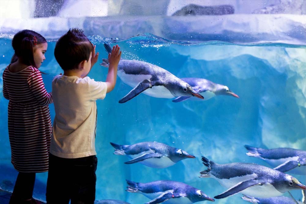 SEA LIFE Paris Aquarium - Image 4 of 5