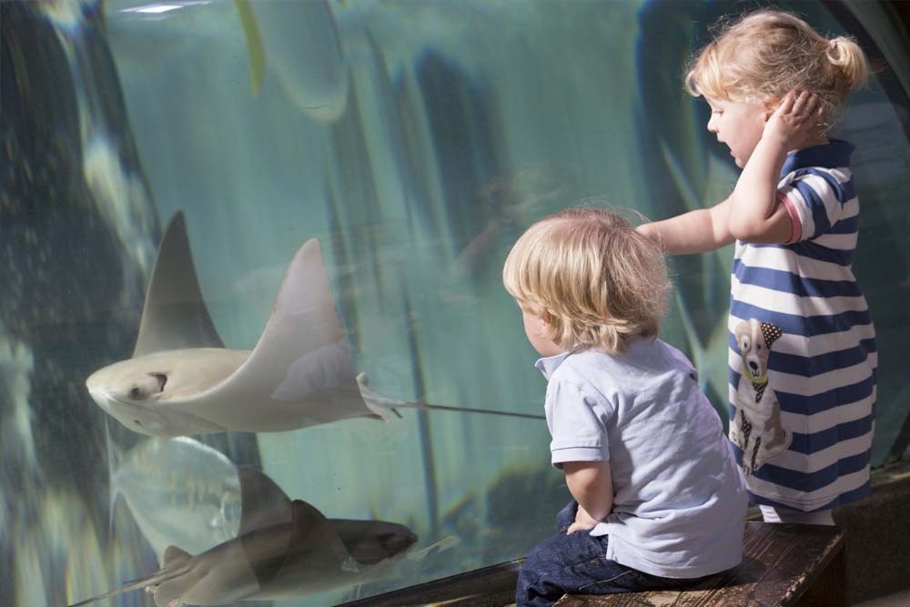 Океанариум SEA LIFE Париж - В Аквариуме SEA LIFE Париж представлены 12 видов акул, морские звёзды, морские коньки, зелёные черепахи, скаты и многое другое. Потрогайте морских звёзд и другие обитатели в прибрежных водоемах. Прогуляйтесь в зону пингвинов, чтобы испытать совершенно новый сенсорный опыт с пингвинами дженту в чёрно-белых костюмах. Или создайте своё собственное морское существо и посмотрите, как оно оживает в Виртуальном Аквариуме. Это всё веселье от погружения, но без намокания. Океанариум SEA LIFE Париж - Изображение 5 из 5