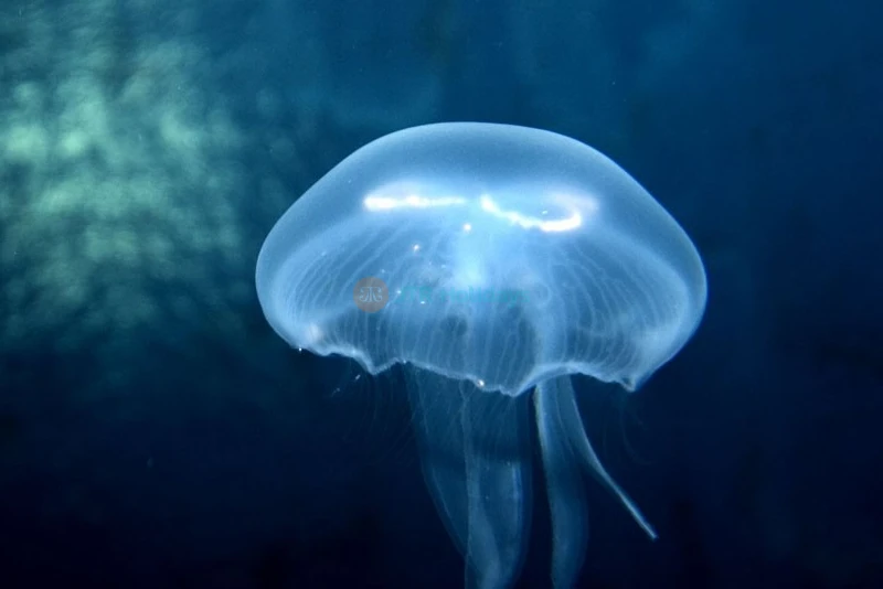 SEA LIFE Paris Aquarium Val d'Europe Tickets - Things To Do in Paris - JTR Holidays - Image 6 of 8