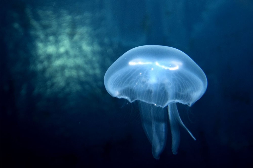 SEA LIFE Paris Aquarium - Image 6 of 8