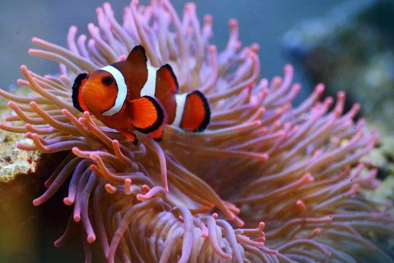 SEA LIFE Paris Aquarium Val d'Europe Tickets - Things To Do in Paris - JTR Holidays - Image 7 of 8