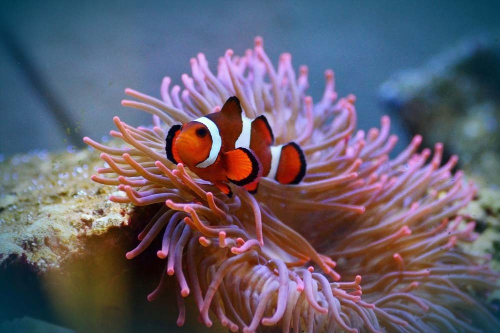 SEA LIFE Paris Aquarium - Image 7 of 8