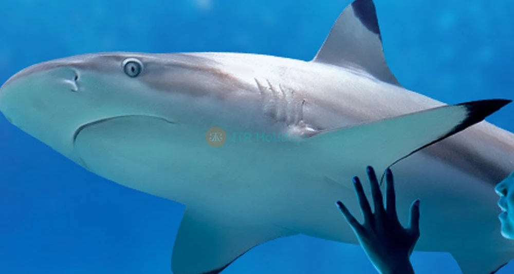 SEA LIFE Paris Aquarium Val d'Europe Tickets - Things To Do in Paris - JTR Holidays - Image 8 of 8