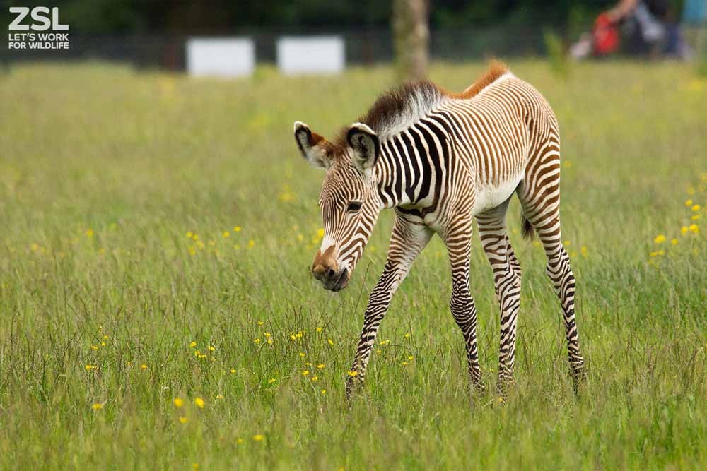伦敦动物园门票 - 图片 2 的 5