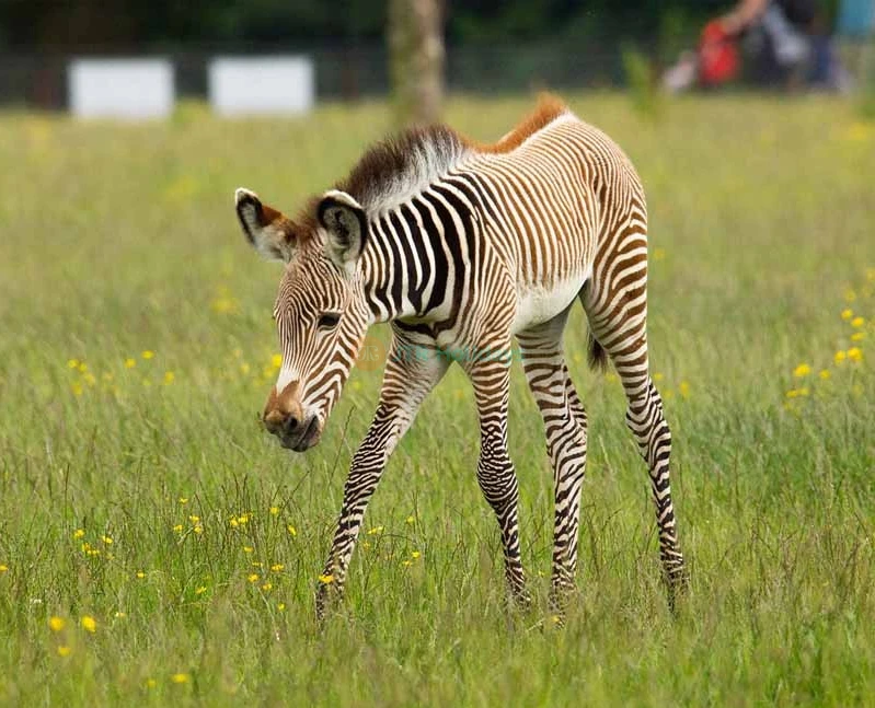 London Zoo Ticket - Image 2 of 5