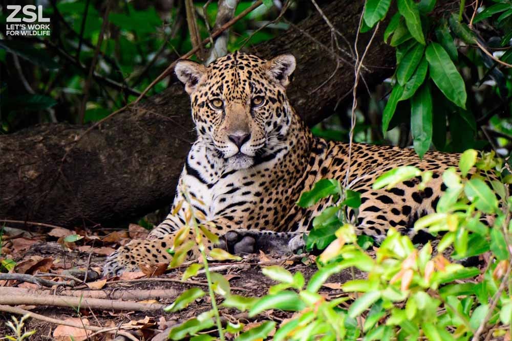 ロンドン動物園チケット - ZSL(ロンドン動物学会)は1826年にサー・スタンフォード・ラッフルズによって設立されました。ロンドン動物園は1827年に開園し、建築の傑作でした。これらの当時の建物の多くは現在も残され、用途を変えて利用されています。ZSLロンドン動物園の敷地にはグレードIに指定された建物が2棟、グレードIIに指定された建物が8棟あり、動物園の近代的な付属施設も同様に見事です。 ロンドン動物園チケット - 画像 3 の 5