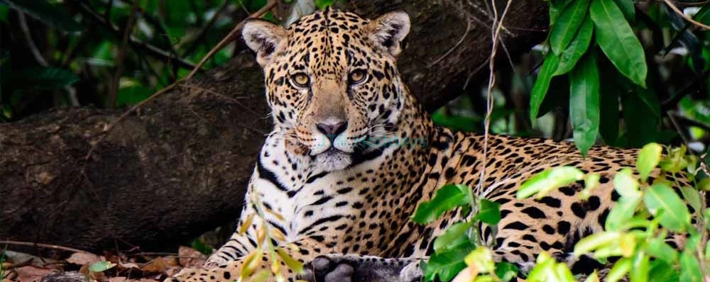 London Zoo Ticket - Image 3 of 5