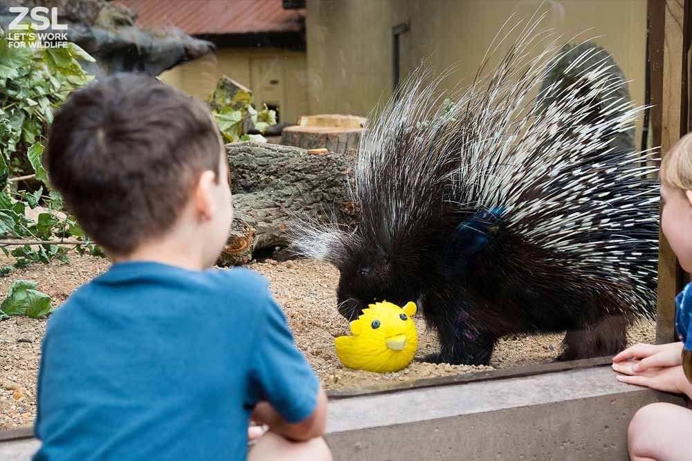 ロンドン動物園チケット - ZSL(ロンドン動物学会)は1826年にサー・スタンフォード・ラッフルズによって設立されました。ロンドン動物園は1827年に開園し、建築の傑作でした。これらの当時の建物の多くは現在も残され、用途を変えて利用されています。ZSLロンドン動物園の敷地にはグレードIに指定された建物が2棟、グレードIIに指定された建物が8棟あり、動物園の近代的な付属施設も同様に見事です。 ロンドン動物園チケット - 画像 4 の 5