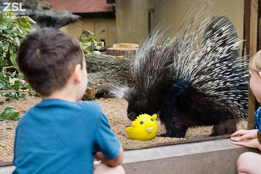 ZSL London Zoo | E-Tickets‎ at £35 Only | Save up to 25%! JTR Holidays
