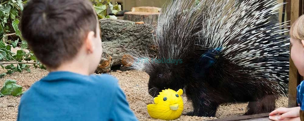 London Zoo Ticket - Image 4 of 5