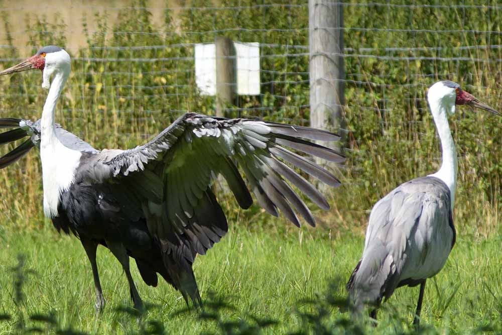伦敦动物园门票 - Image 6 of 8