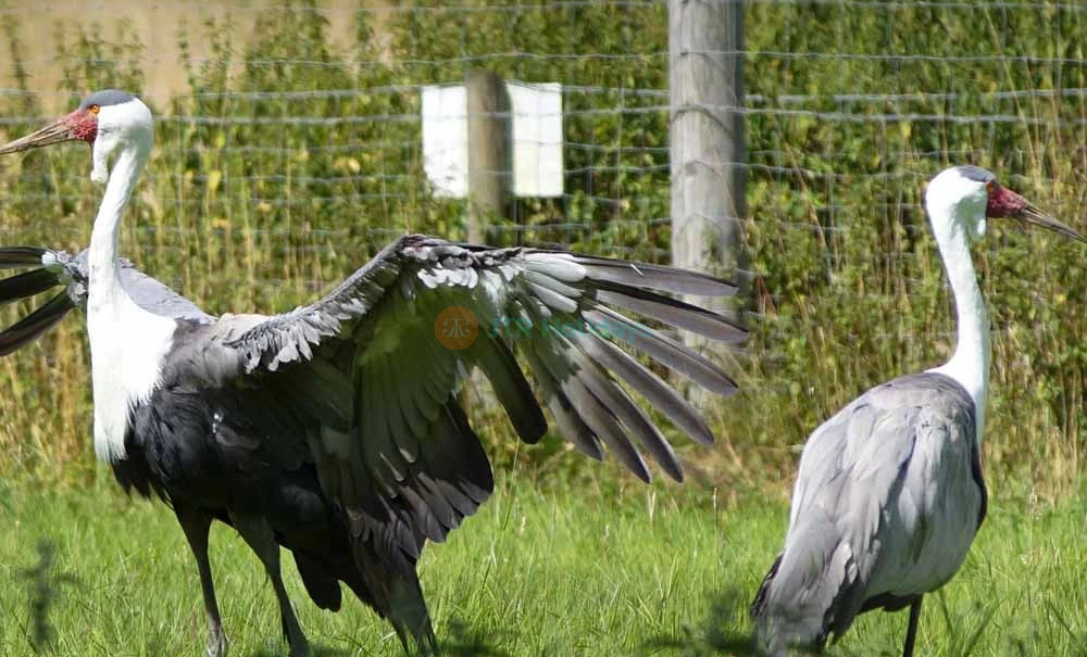 London Zoo Ticket - Image 6 of 8