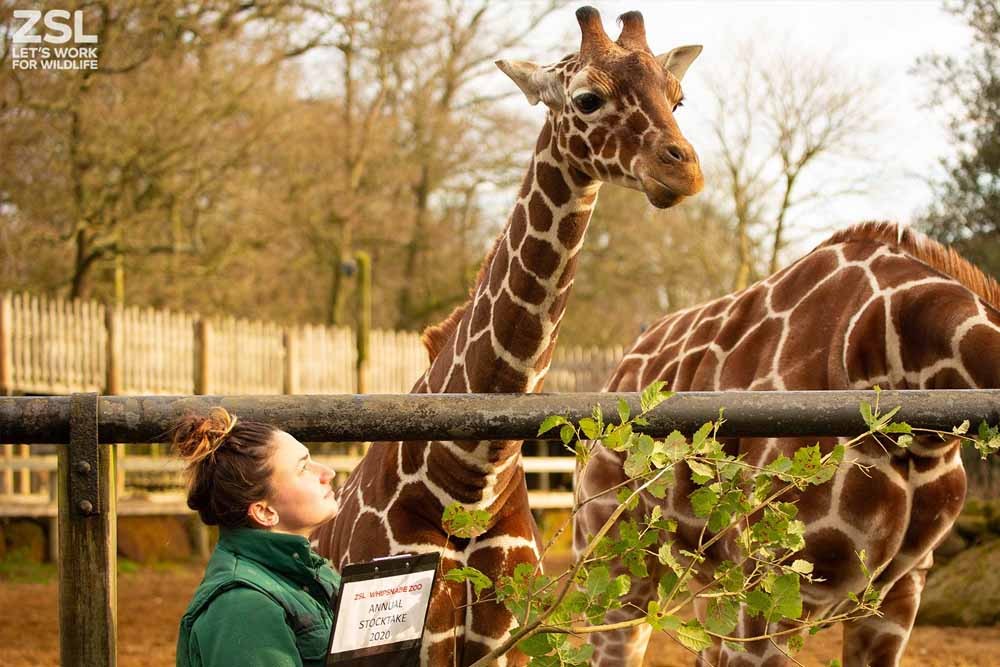 伦敦动物园门票 - Image 7 of 8