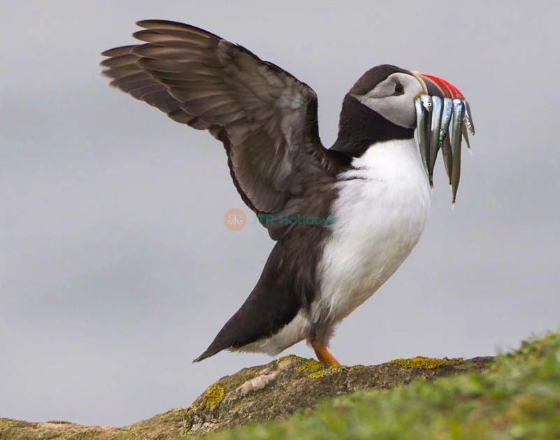 London Zoo Ticket - Image 8 of 8