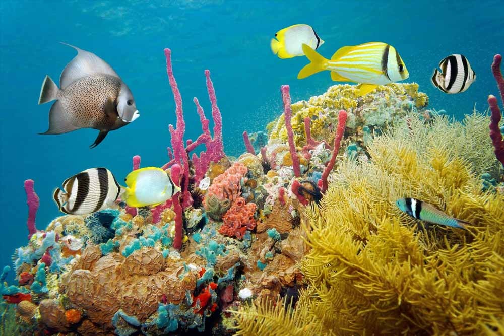 Аквариум Си Лайф Лондон - Изображение 1 из 5