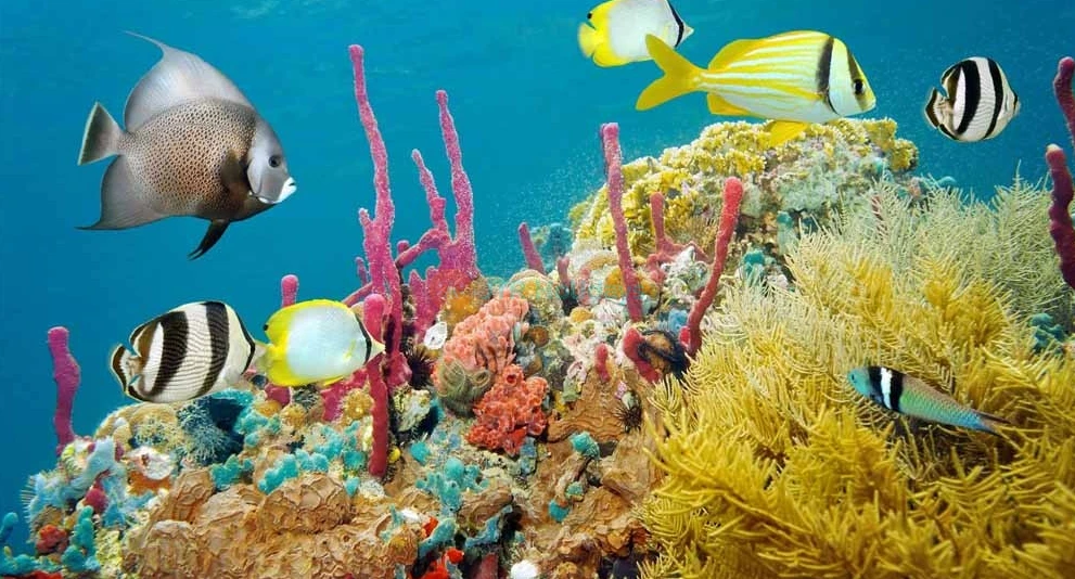 Sea Life London Aquarium - Image 1 of 5