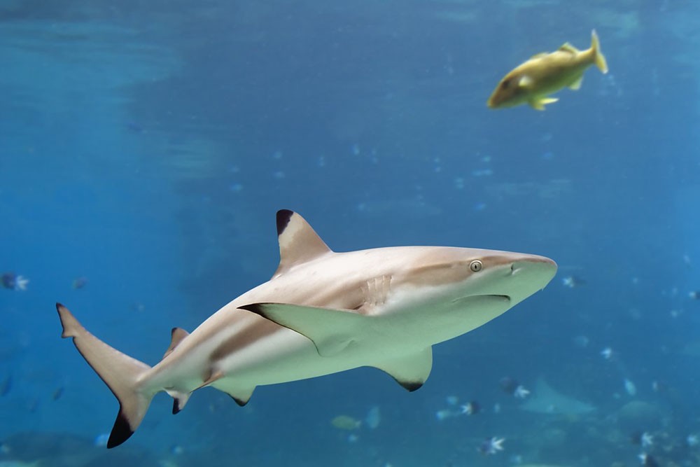 Аквариум Си Лайф Лондон - Изображение 2 из 5