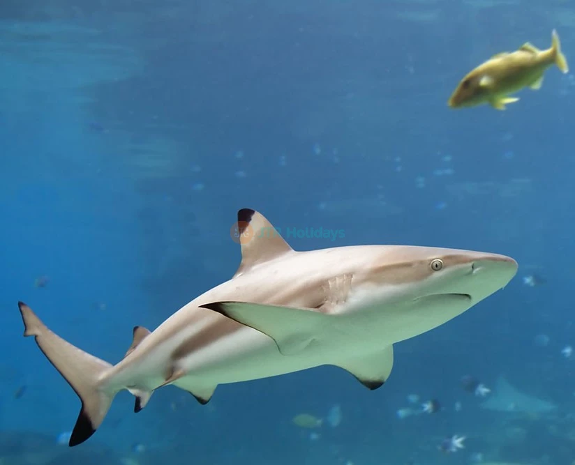 Sea Life London Aquarium - Image 2 of 5