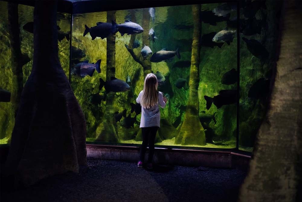 Aquarium SEA LIFE de Londres - Image 3 sur 5