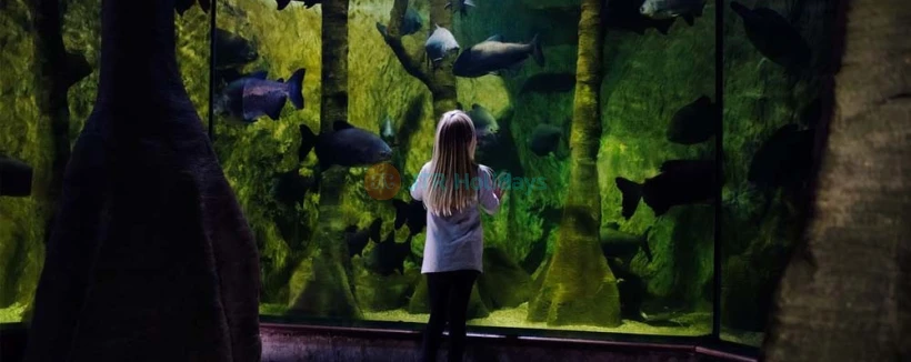 Sea Life London Aquarium - The new SEA LIFE London Aquarium is home to one of Europe’s largest collections of global marine life and the jewel in the crown of the 28 SEA LIFE attractions in the UK and Europe. Situated in the heart of London, the experience takes visitors on an immersive and interactive journey along the Great Oceanic Conveyor. Sea Life London Aquarium - Image 3 of 5