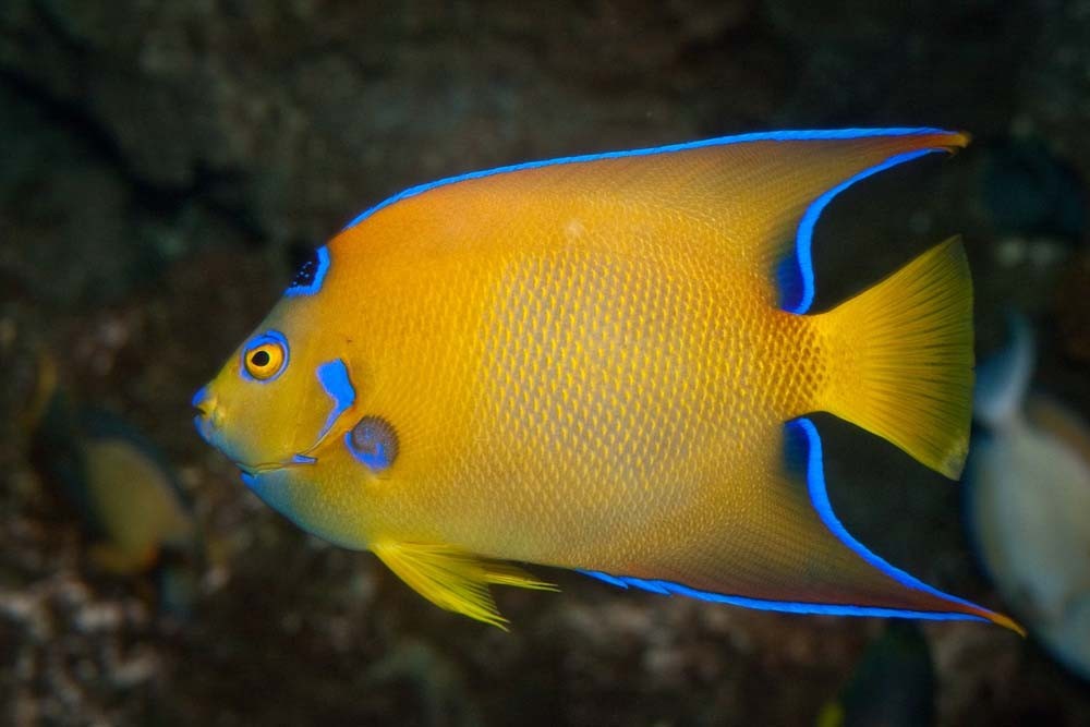 Aquarium SEA LIFE de Londres - Image 4 sur 5
