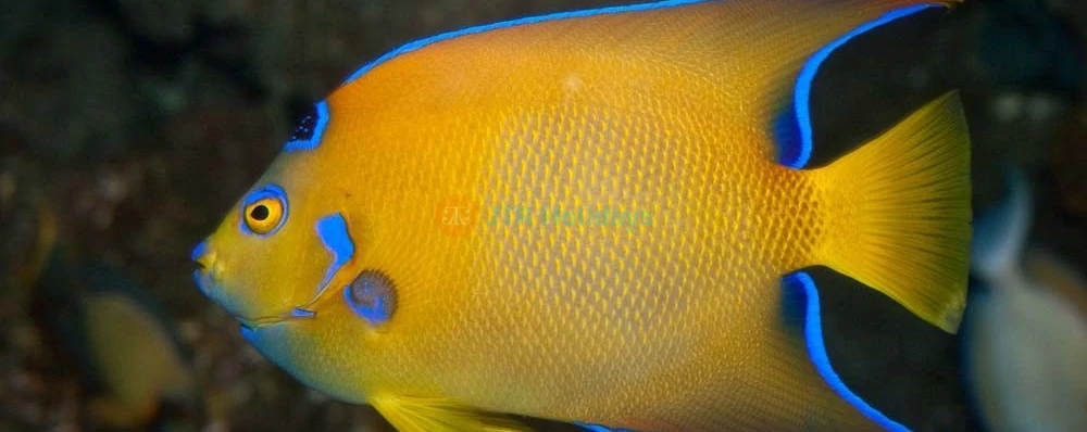 Sea Life London Aquarium - Image 4 of 5