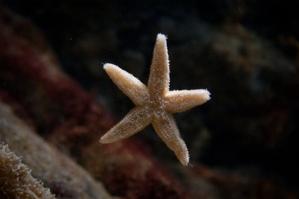 Аквариум Си Лайф Лондон - Изображение 5 из 5