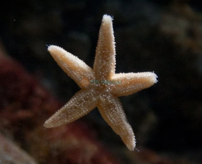 Sea Life London Aquarium - Image 5 of 5