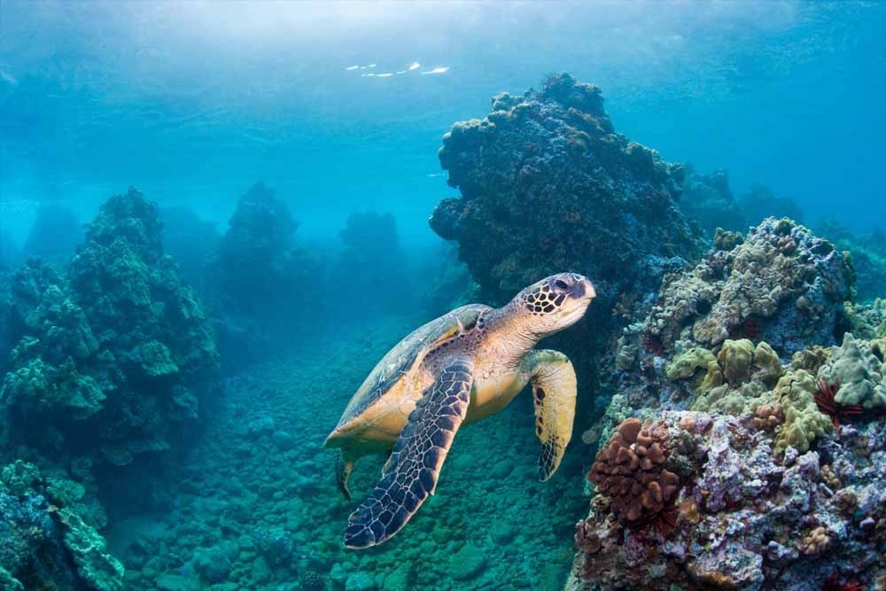 Аквариум Си Лайф Лондон - Image 6 of 8