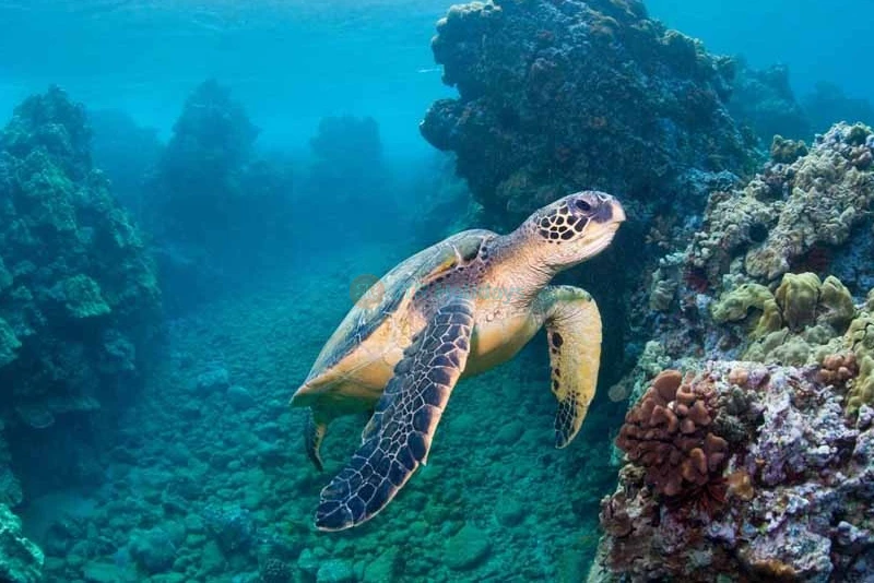 Sea Life London Aquarium - Image 6 of 8