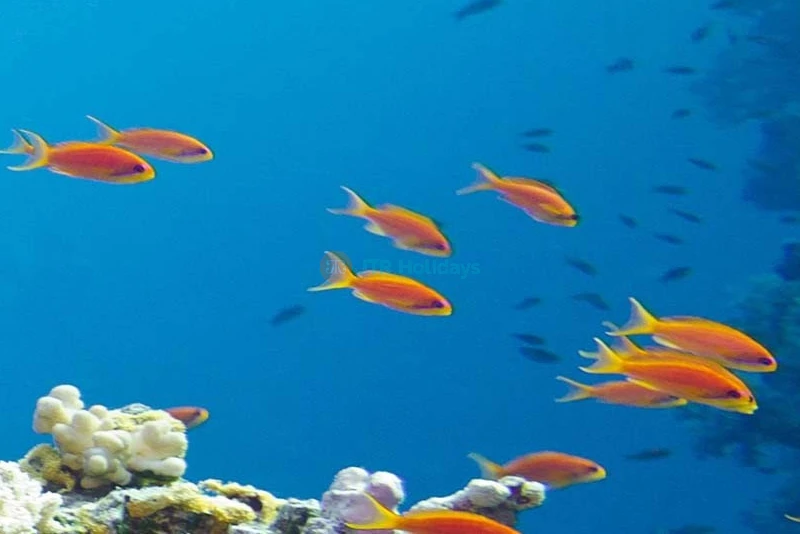 Sea Life London Aquarium - Image 7 of 8