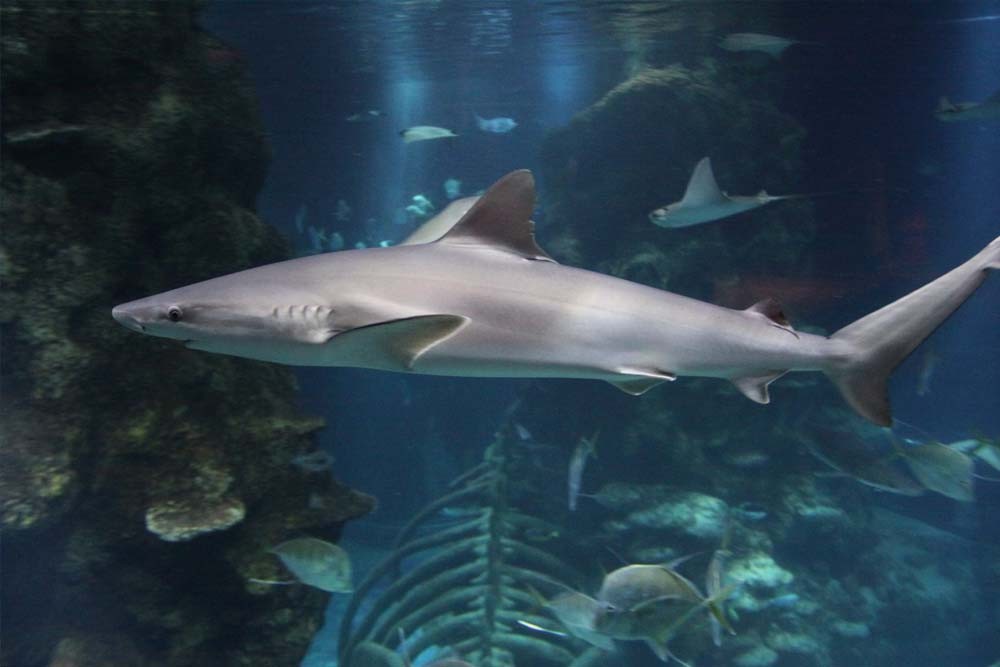 Аквариум Си Лайф Лондон - Image 8 of 8