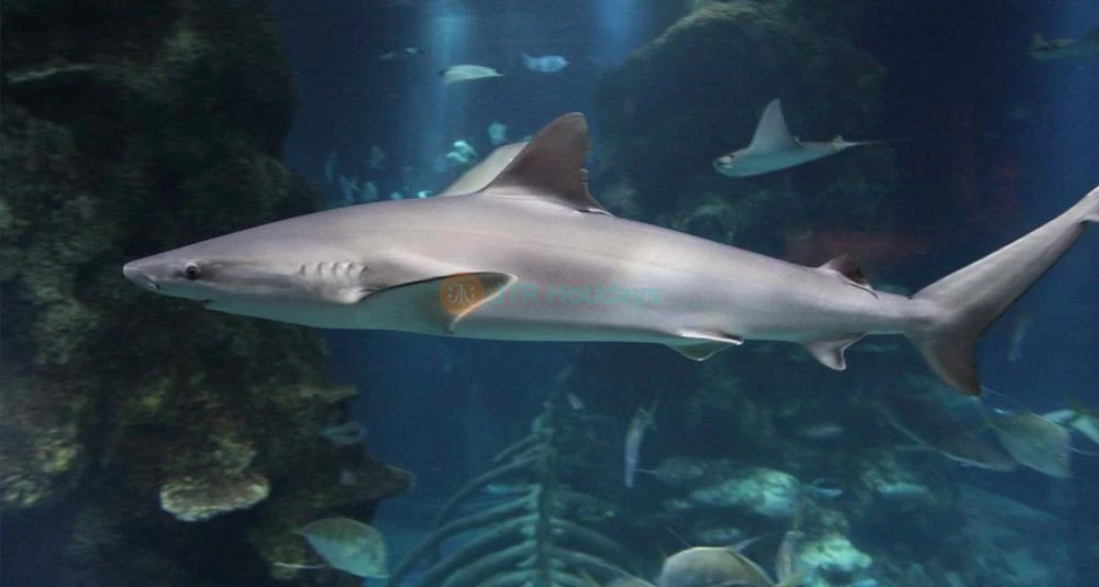 Sea Life London Aquarium - Image 8 of 8