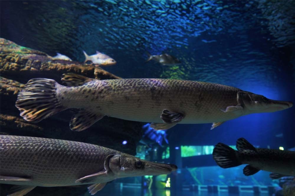 Billets Aquaria Phuket Thaïlande - Image 1 of 8