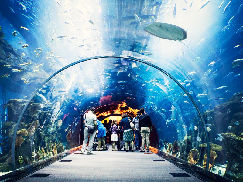 Lost World Aquarium Dubai - Book tickets to the all-new Lost World Aquarium Dubai (formerly Lost Chambers). Explore 14 interactive chambers & meet 65,000 marine animals at Atlantis The Palm. Lost World Aquarium Dubai - Image 2 of 5