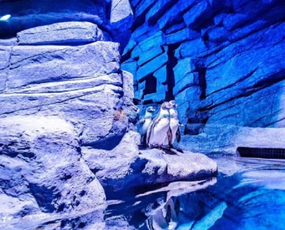 甲米普吉水族馆门票 - 沉浸在普吉岛顶级水族馆甲米普吉水族馆的海洋之美与神秘中,位于市中心的中央普吉购物中心地下。知识渊博且友好的工作人员将引领您踏上一段神奇旅程,遇见超过25,000种迷人的海洋生物。不要错过了解海洋奇观并与我们令人惊叹的海洋生物互动的机会。 甲米普吉水族馆门票 - 图片 2 的 5