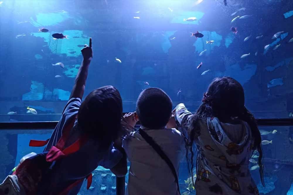 Aquaria Phuket Thailand Tickets - Immerse yourself in the beauty and mystery of the ocean at Phuket's premier aquarium the Aquaria Phuket Thailand, located in the heart of the city beneath Central Phuket Mall. The knowledgeable and friendly staff will guide you on an enchanted journey where you'll encounter over 25,000 fascinating marine creatures. Don't miss this opportunity to learn more about the wonders of the sea and interact with our incredible marine creatures. Aquaria Phuket Thailand Tickets - Image 3 of 5