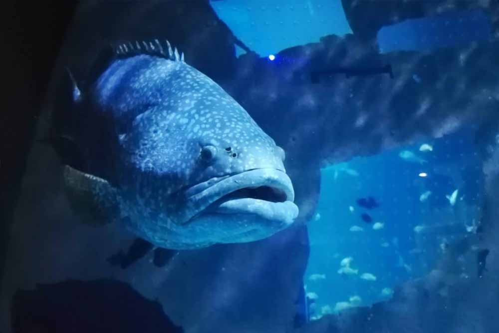 アクアリア・プーケット タイ チケット - セントラル・プーケット・モールの地下、街の中心に位置するプーケットを代表する水族館、アクアリア・プーケット(タイ)で、海の美しさと神秘に浸ってください。知識豊富で親切なスタッフが案内する魅惑の旅では、25,000匹以上の魅力的な海の生き物に出会えます。海の不思議について学び、素晴らしい海の生き物と触れ合うこの機会をお見逃しなく。 アクアリア・プーケット タイ チケット - 画像 5 の 5