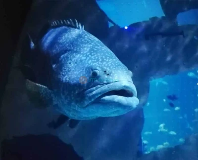 甲米普吉水族馆门票 - 沉浸在普吉岛顶级水族馆甲米普吉水族馆的海洋之美与神秘中,位于市中心的中央普吉购物中心地下。知识渊博且友好的工作人员将引领您踏上一段神奇旅程,遇见超过25,000种迷人的海洋生物。不要错过了解海洋奇观并与我们令人惊叹的海洋生物互动的机会。 甲米普吉水族馆门票 - 图片 5 的 5