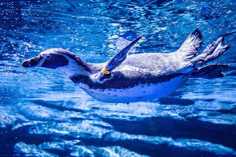 Billets Aquaria Phuket Thaïlande - Image 7 of 8