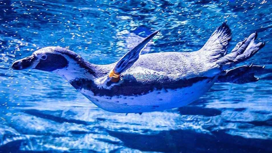 Aquaria Phuket Thailand Tickets - Image 7 of 8