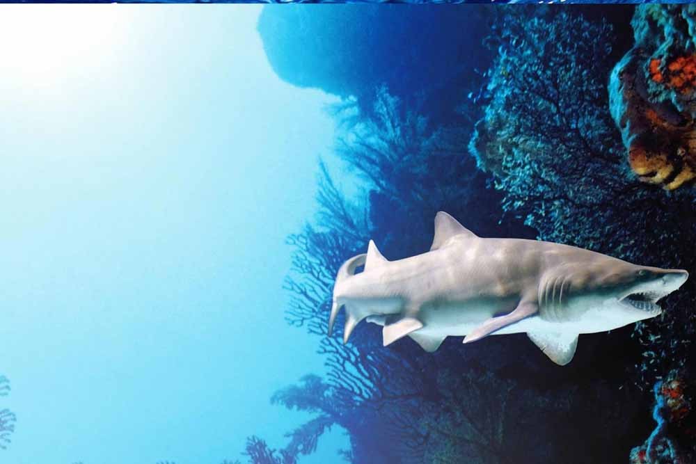 Billets Aquaria Phuket Thaïlande - Image 8 of 8