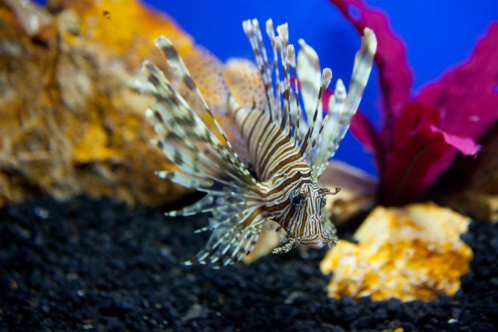Underwater World Pattaya Ticket - Underwater World Pattaya is only one aquarium in Pattaya city, we have gathered a lot of sea creatures with colorful coral, get it through the large clear acrylic tunnels more than 105 meters that make you see sea creatures all around you 180 degrees as you dive deep into the sea. Underwater World Pattaya Ticket - Image 1 of 5