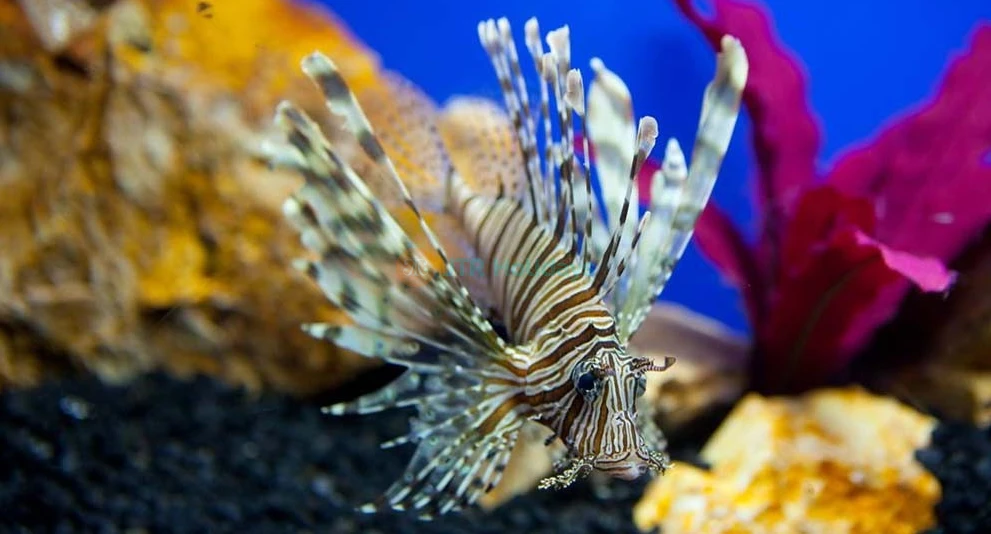 Underwater World Pattaya Ticket - Image 1 of 8