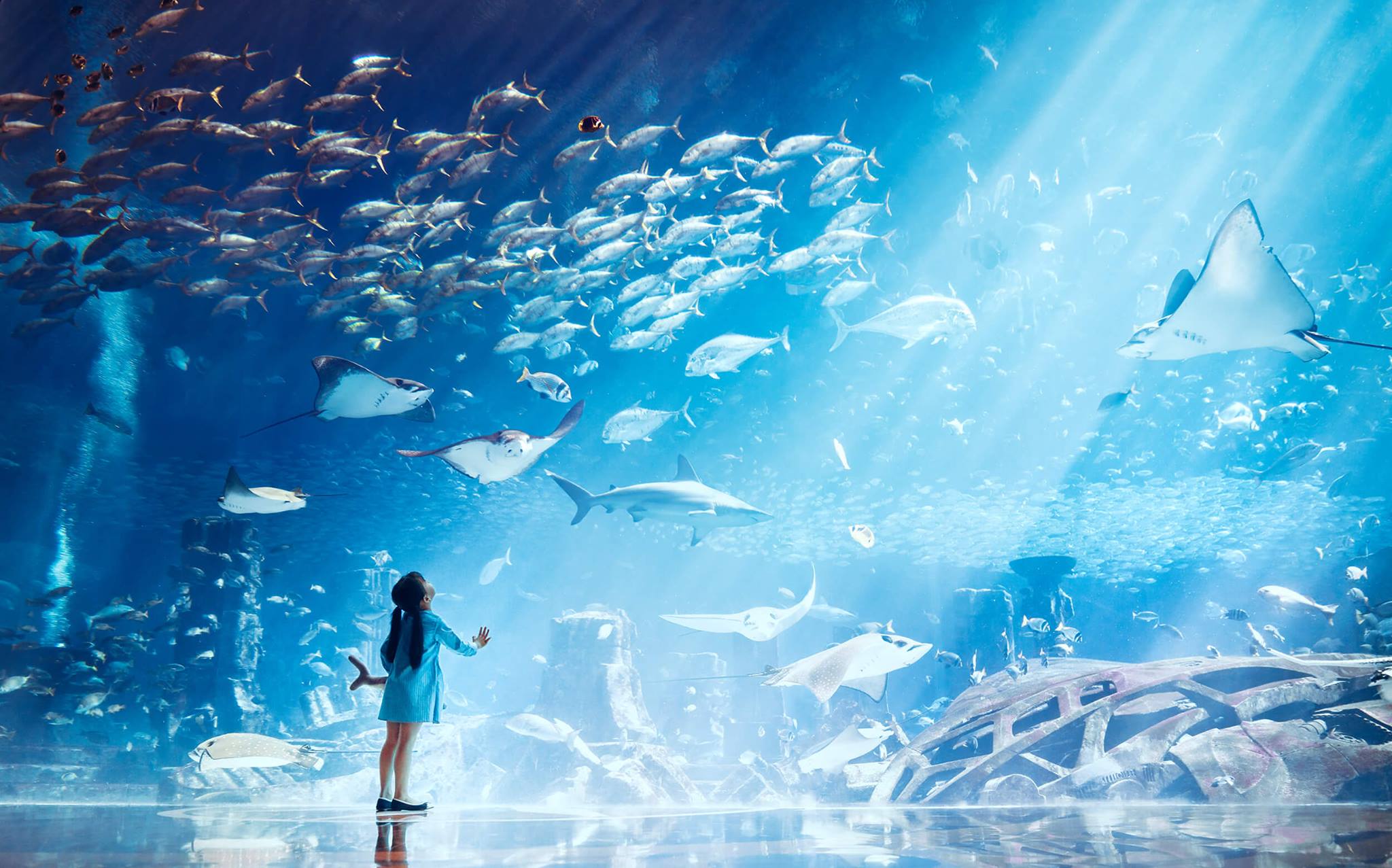 Lost World Aquarium Dubai - Book tickets to the all-new Lost World Aquarium Dubai (formerly Lost Chambers). Explore 14 interactive chambers & meet 65,000 marine animals at Atlantis The Palm. Lost World Aquarium Dubai - Image 1 of 5