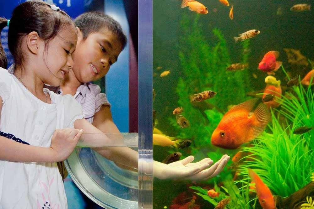 Underwater World Pattaya Ticket - Underwater World Pattaya is only one aquarium in Pattaya city, we have gathered a lot of sea creatures with colorful coral, get it through the large clear acrylic tunnels more than 105 meters that make you see sea creatures all around you 180 degrees as you dive deep into the sea. Underwater World Pattaya Ticket - Image 3 of 5