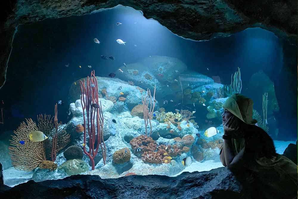 Underwater World Pattaya Ticket - Underwater World Pattaya is only one aquarium in Pattaya city, we have gathered a lot of sea creatures with colorful coral, get it through the large clear acrylic tunnels more than 105 meters that make you see sea creatures all around you 180 degrees as you dive deep into the sea. Underwater World Pattaya Ticket - Image 4 of 5