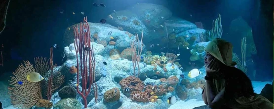 Underwater World Pattaya - Best Price Guaranteed - JTR Holidays
