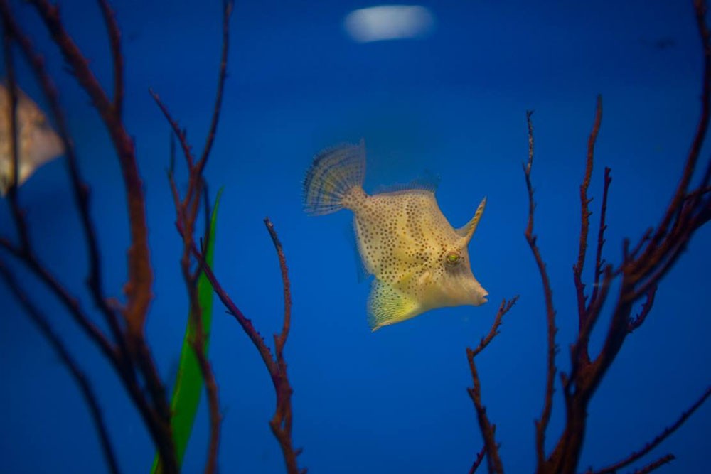 Underwater World Pattaya Ticket - Image 5 of 5