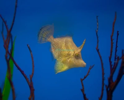 Underwater World Pattaya Ticket - Image 5 of 5